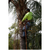 poda de palmeira real preço  Fazenda Morumbi