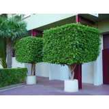 poda de plantas de jardim valor Pompéia