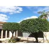 Poda de Jardim Profissional
