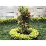 Poda de Plantas de Jardim