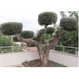 Poda Oliveira Jardim