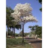 preço de poda ipê de jardim Jandira