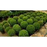preço de poda jardim Mairiporã