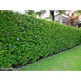 serviço de jardinagem com poda preço Barueri