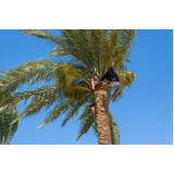 serviço de poda de palmeira real Santa Isabel